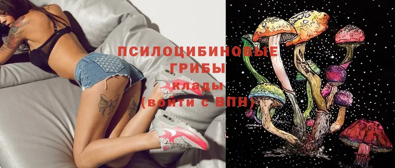 Галлюциногенные грибы Psilocybe  купить  цена  Костерёво 